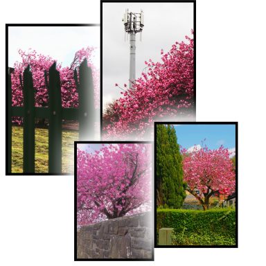 Pink blossom tress in Huddersfield